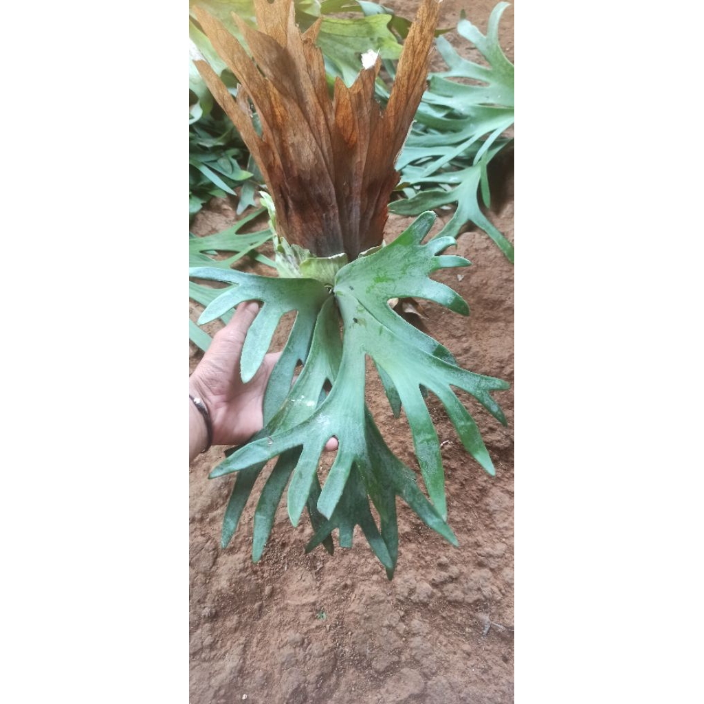 platycerium /simbar menjangan baby