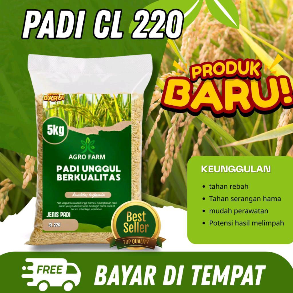 benih padi Cl 220 benih berkualitas super benih padi unggul dalam kemasan 5kg
