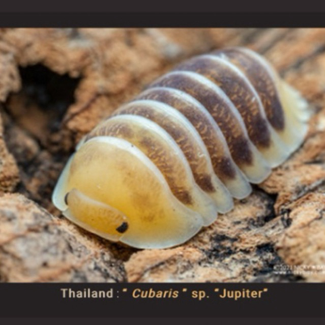 isopod Cubaris sp Jupiter / kutu kayu jupiter