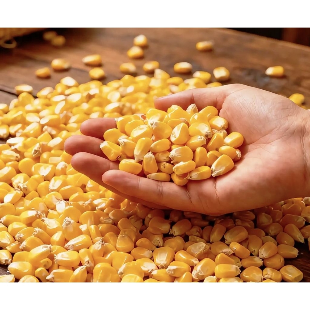 Jagung Pipil Kering 1kg-500gr Pakan Ayam / Pakan Ternak Berkualitas