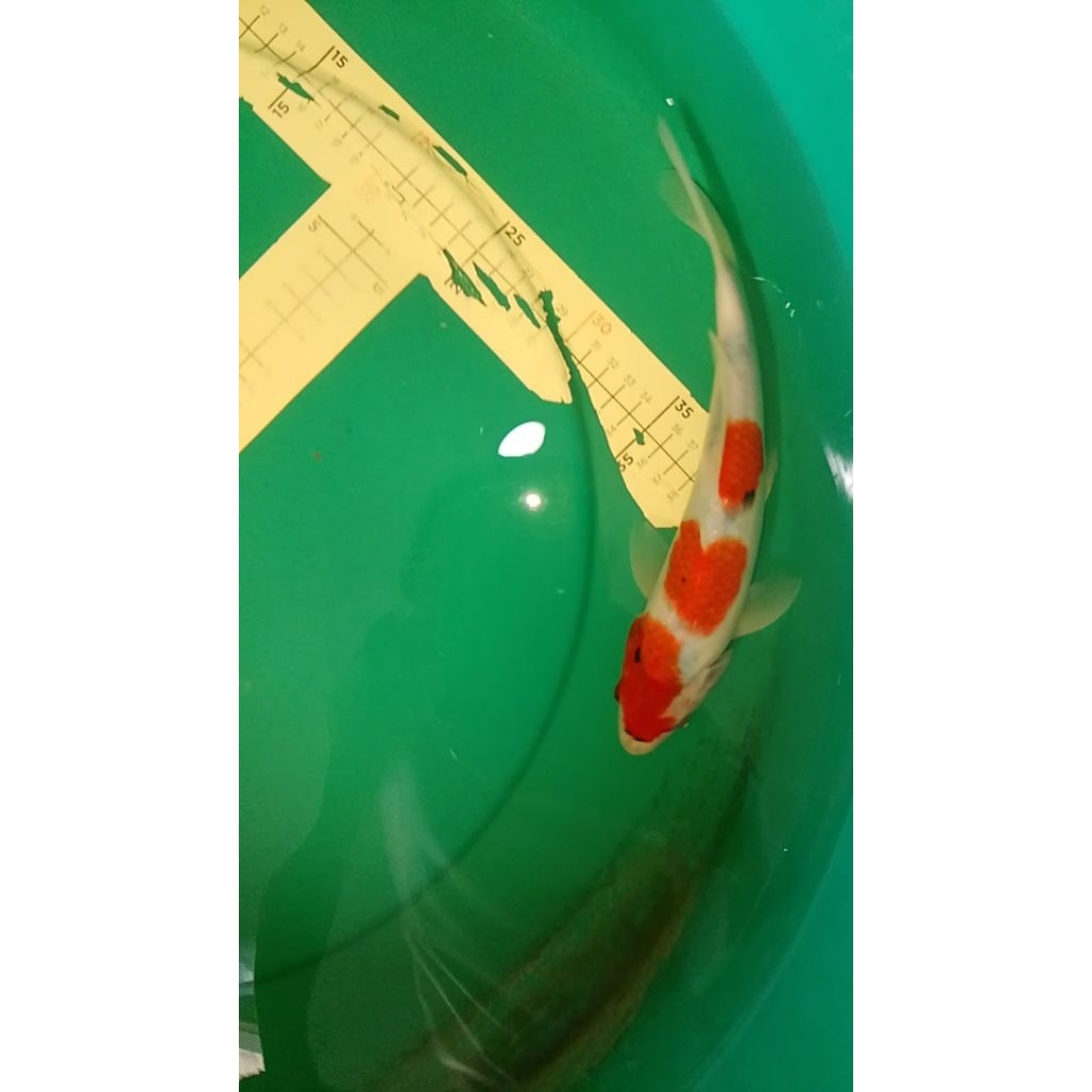 Ikan koi jenis Showa Sanshoku 30cm pola masih tategoi