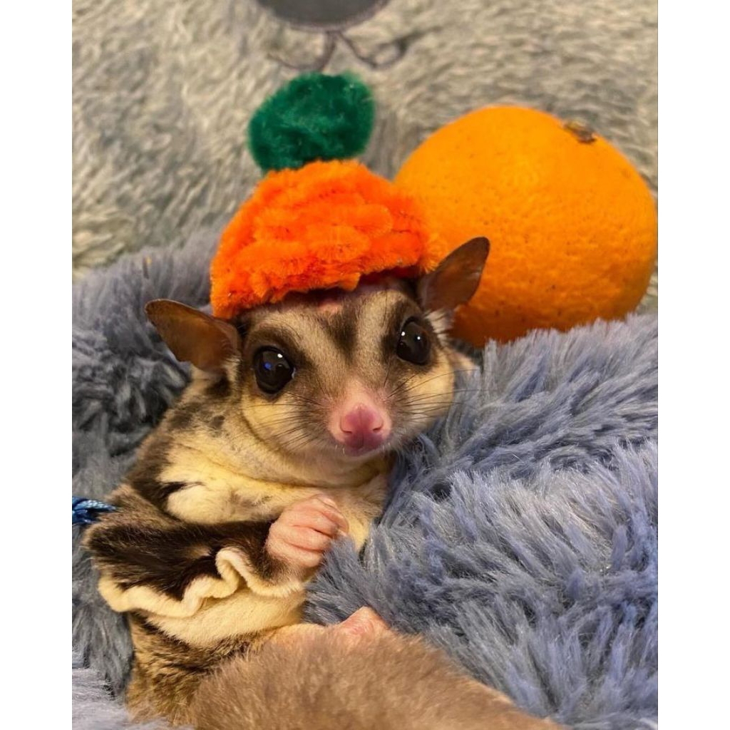 Sepasang sugar glider dewasa paket ternak