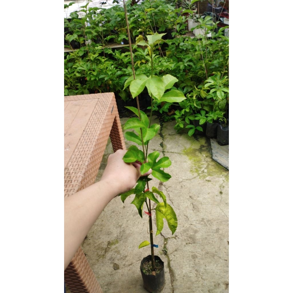 bibit markisa madu, markisa manis