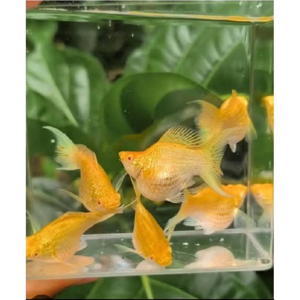 Molly Albino Gold Lyretail Kebutuhan Aquarium