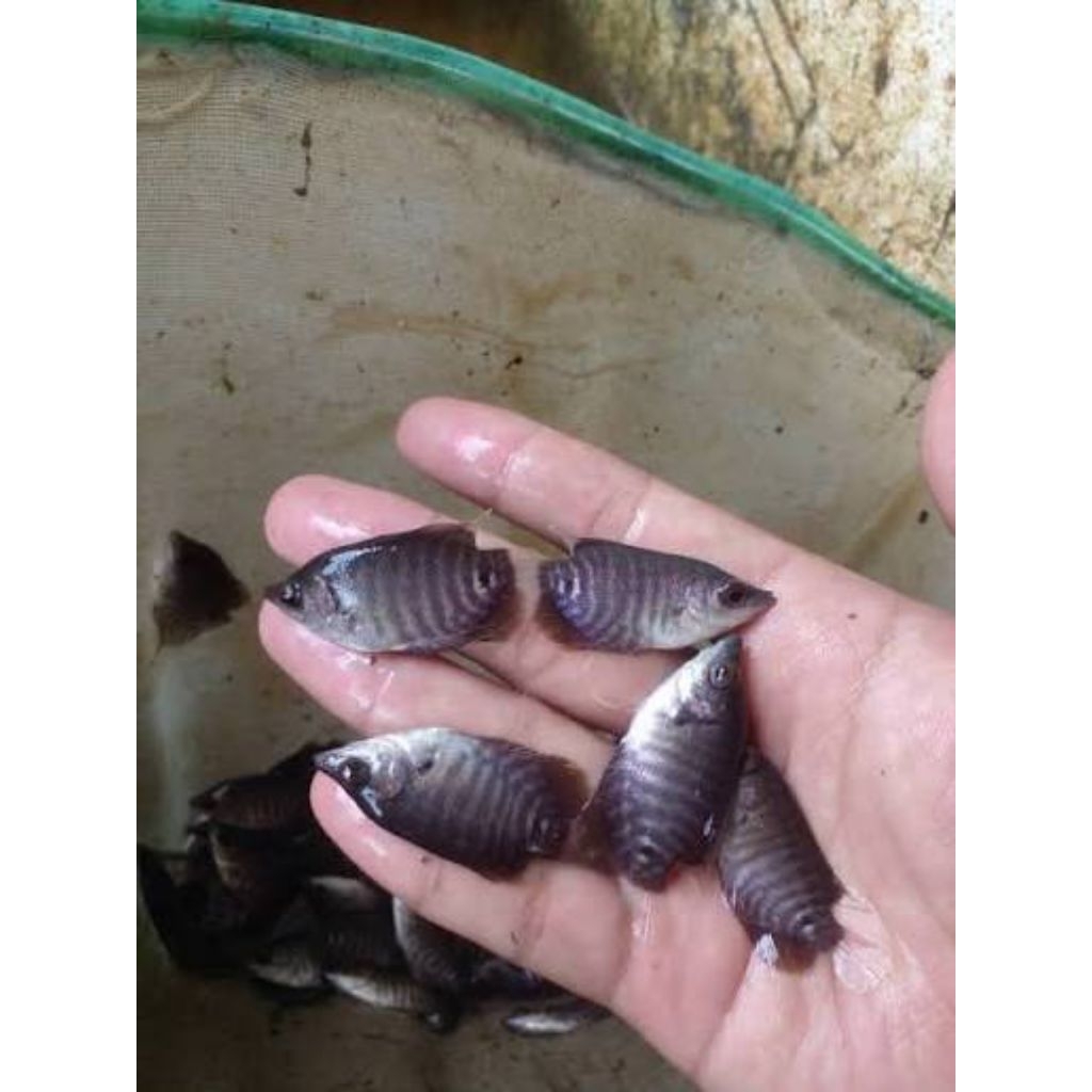 bibit gurame soang/hitam(khusus pengiriman instan cod)harga eceran