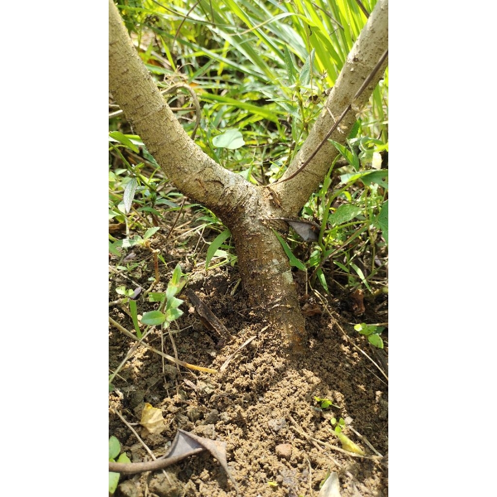 bahan bonsai murbei realpic sesuai gambar di dongkel saat ada orderan masuk