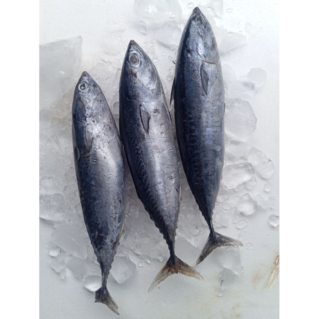 ikan tongkol lisong/deho 500 gram