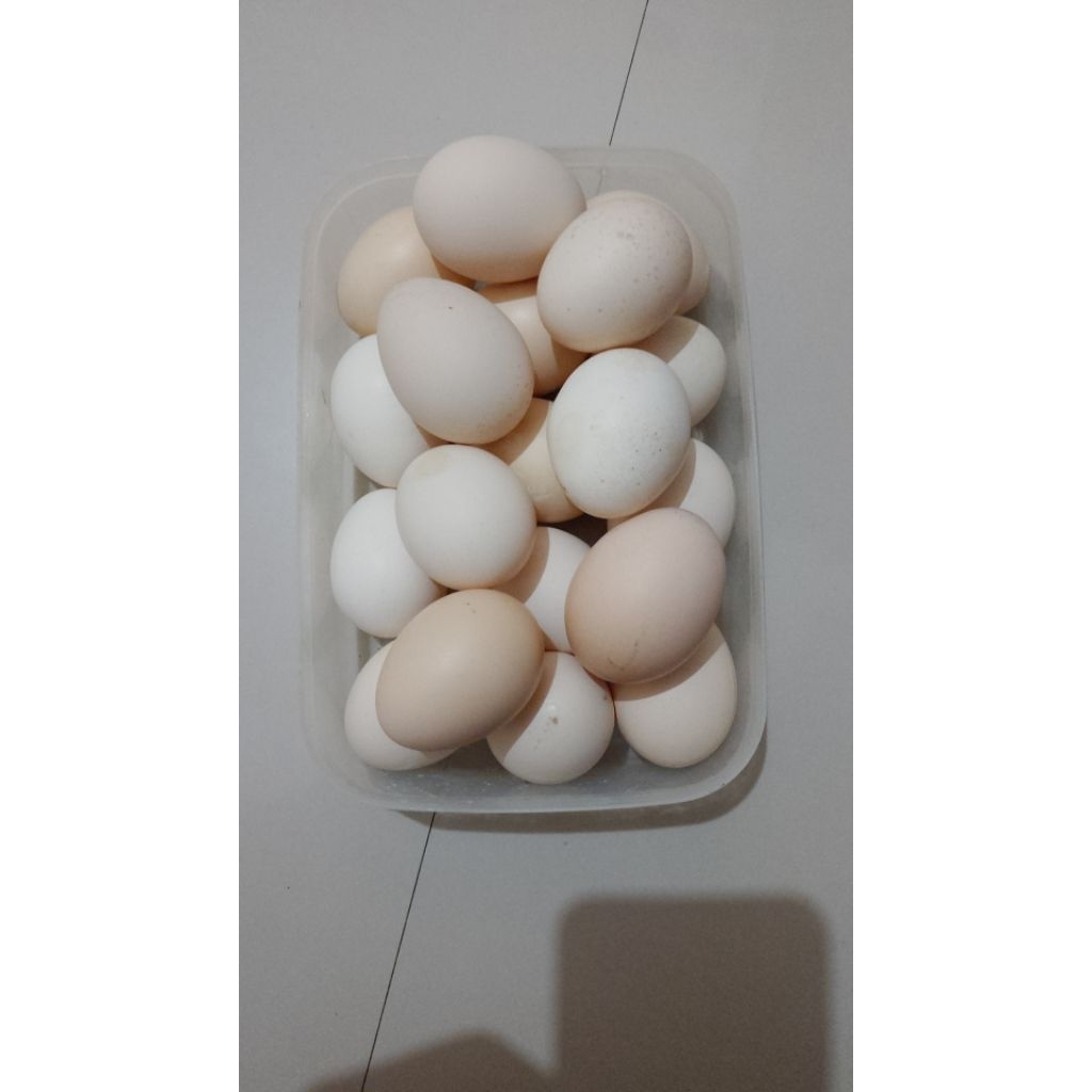 telur ayam elba