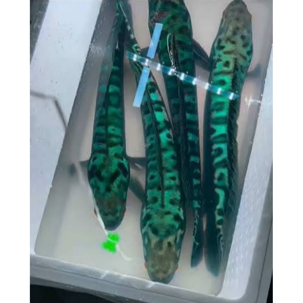 Ikan Toman Hijau isi 5 ekor kualitas bagus 3/5 cm