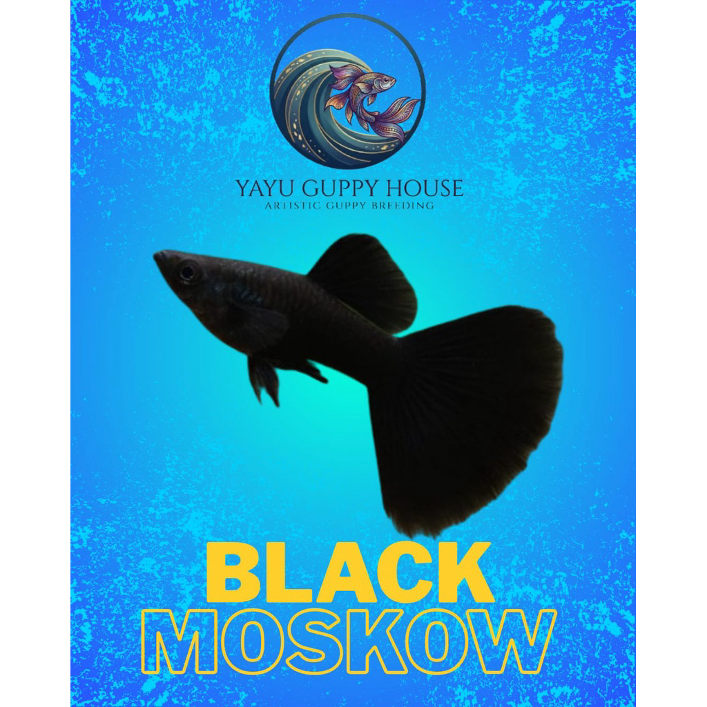 Guppy Black Moscow Premium | Guppy Hias Hitam Full Body | Siap Breeding