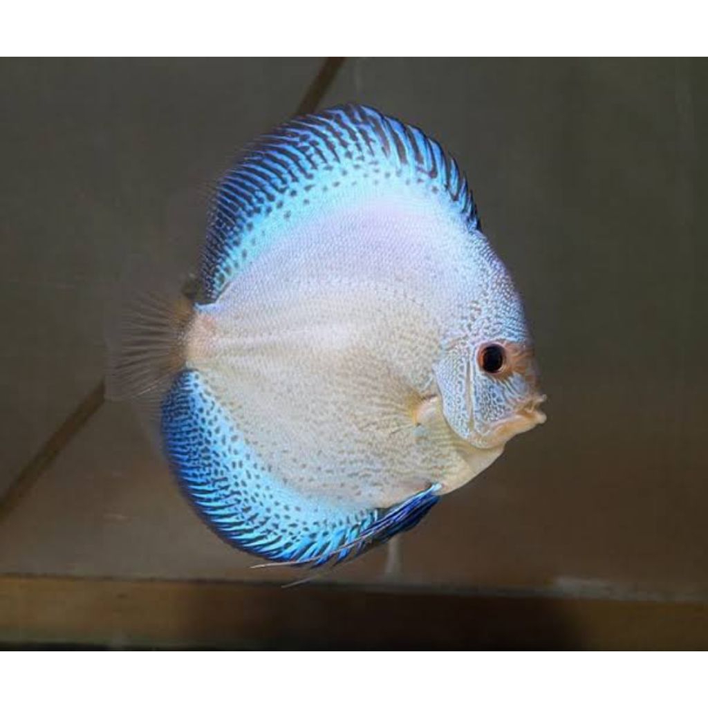 white diamond scorpions hiasan aquarium discus