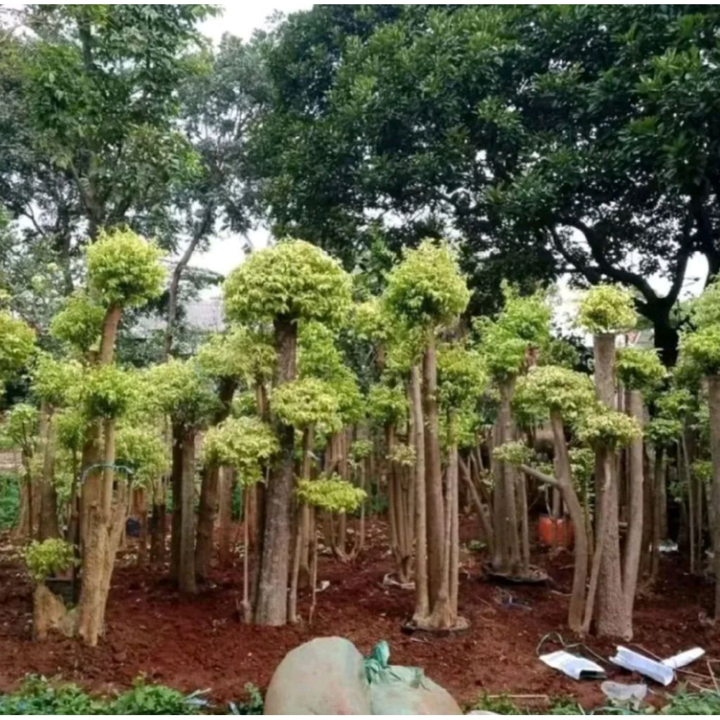 Pohon Anting Putri Tinggi 1M+/ Tanaman Anting Putri Jumbo/ Anting Putri Berkualitas