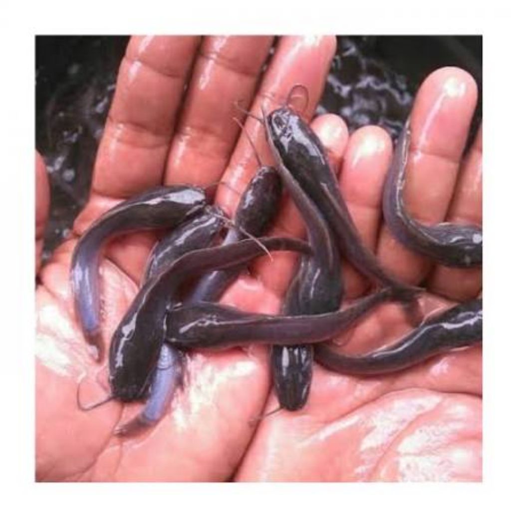 Paket Hemat 50ekor bibit lele bergaransi kirim Sangkuriang Dumbo Mutiara