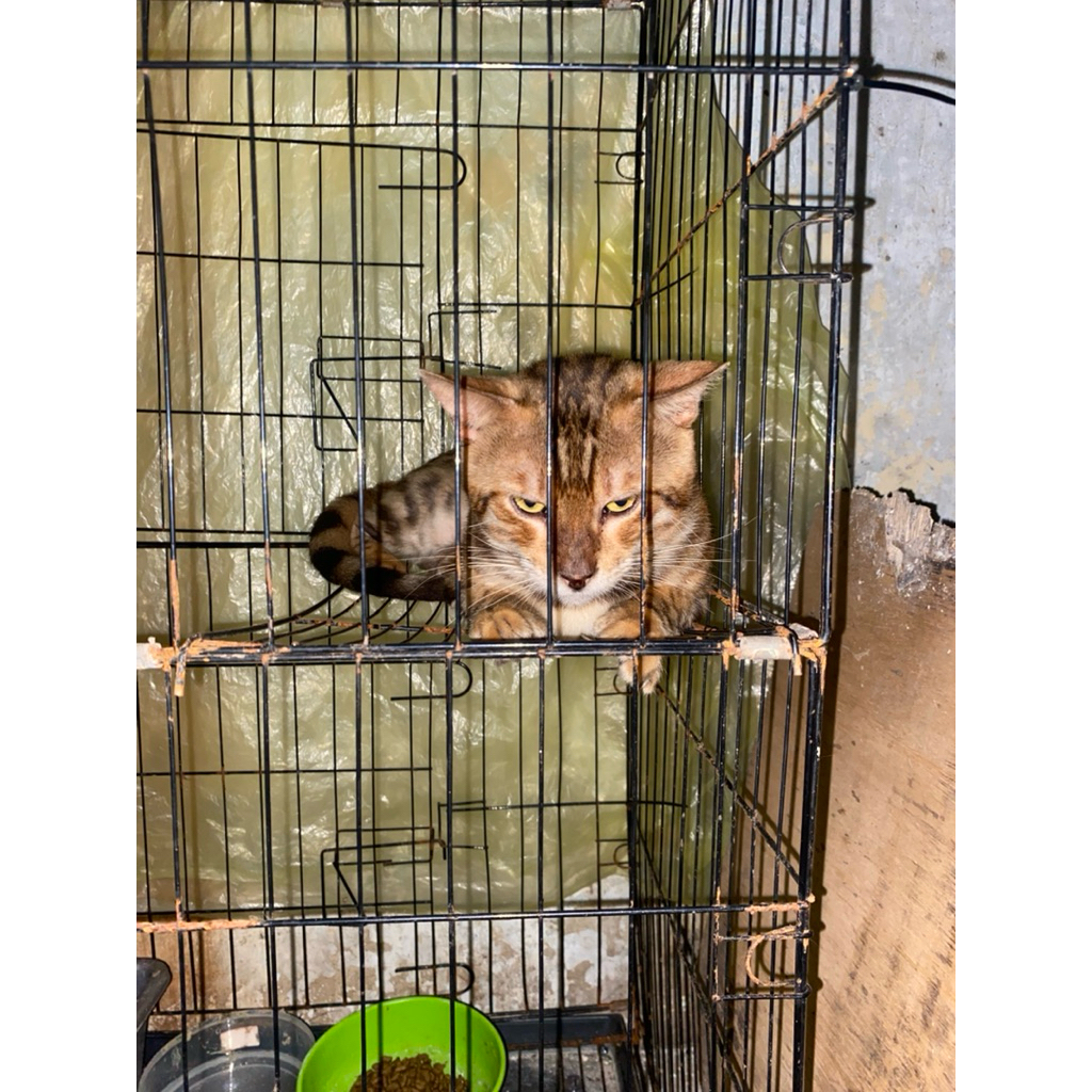 kucing bengal sepasang mainan anak