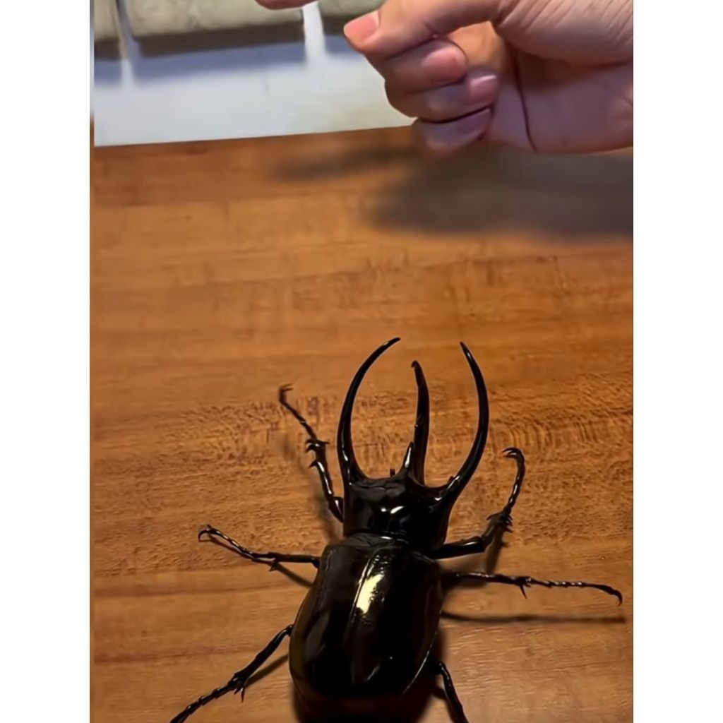 kumbang tanduk | kumbang badak | bangbung hideung