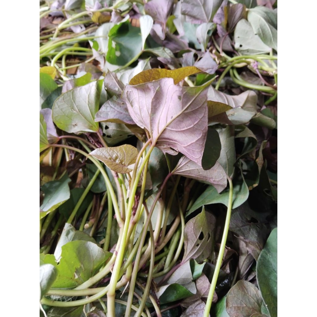 DAUN UBI JALAR UNGU FRESH 1KG