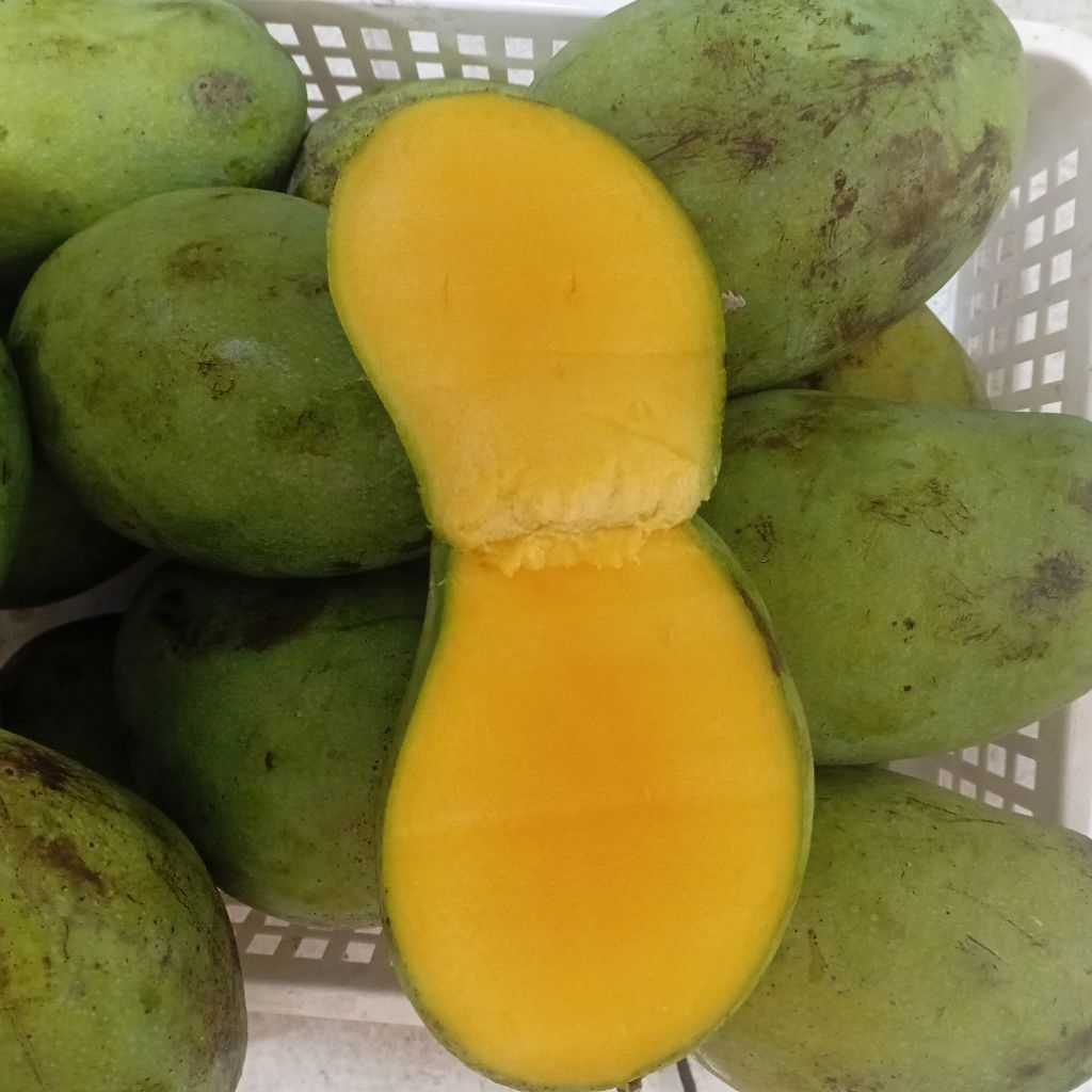 [Instant Medan] Mangga Harum Manis Lokal 1 kg | Buakita