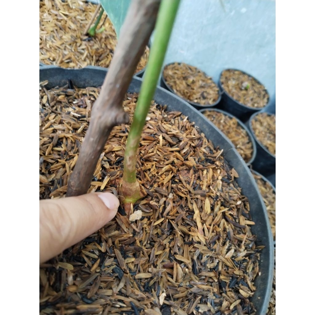 anthurium jari varigata mewah ( bonggol )
