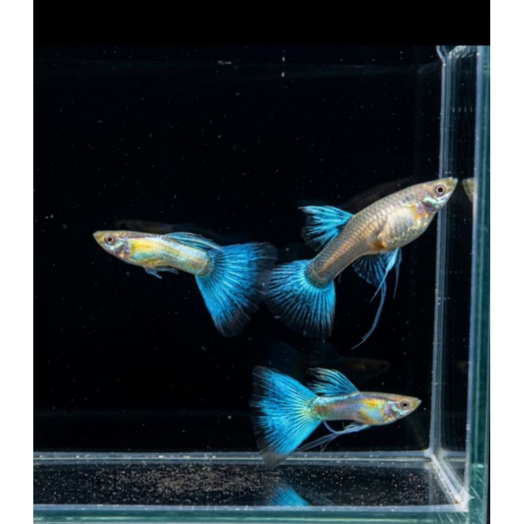 TRIO GUPPY ALBINO SKY BLUE RIBBON FIN C , STICKER GUPPY SKY BLUE RIBBON FIN C , STICKER GUPPY TOPAS 