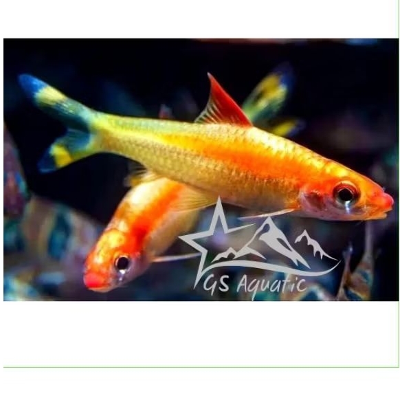 Hiasan Aquarium puntius Denisoni golden 10-12