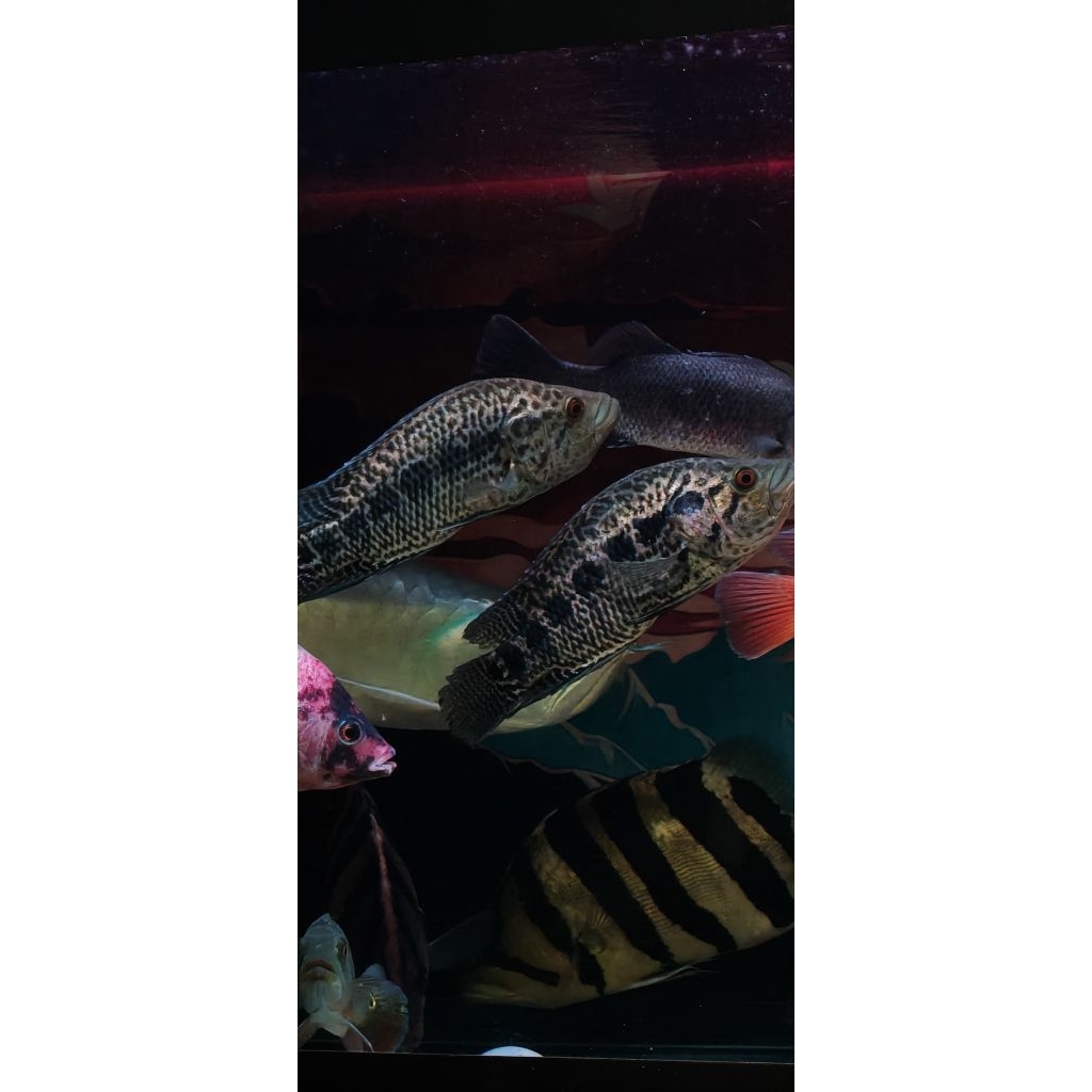 jaguar/chiclid/ikantoke