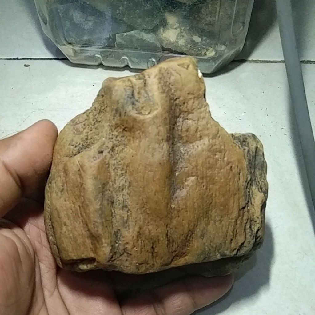 BATU FOSIL KAYU JATI