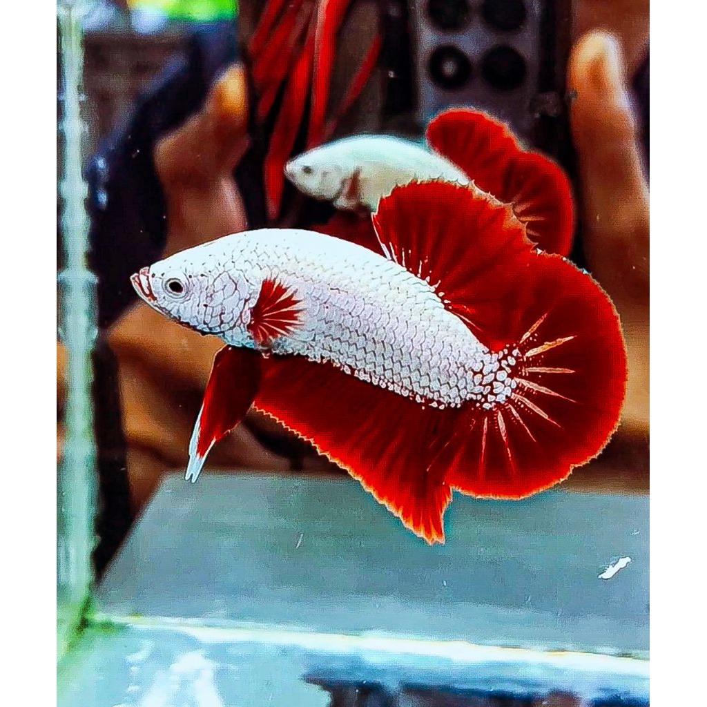 Red dragon snow top grade