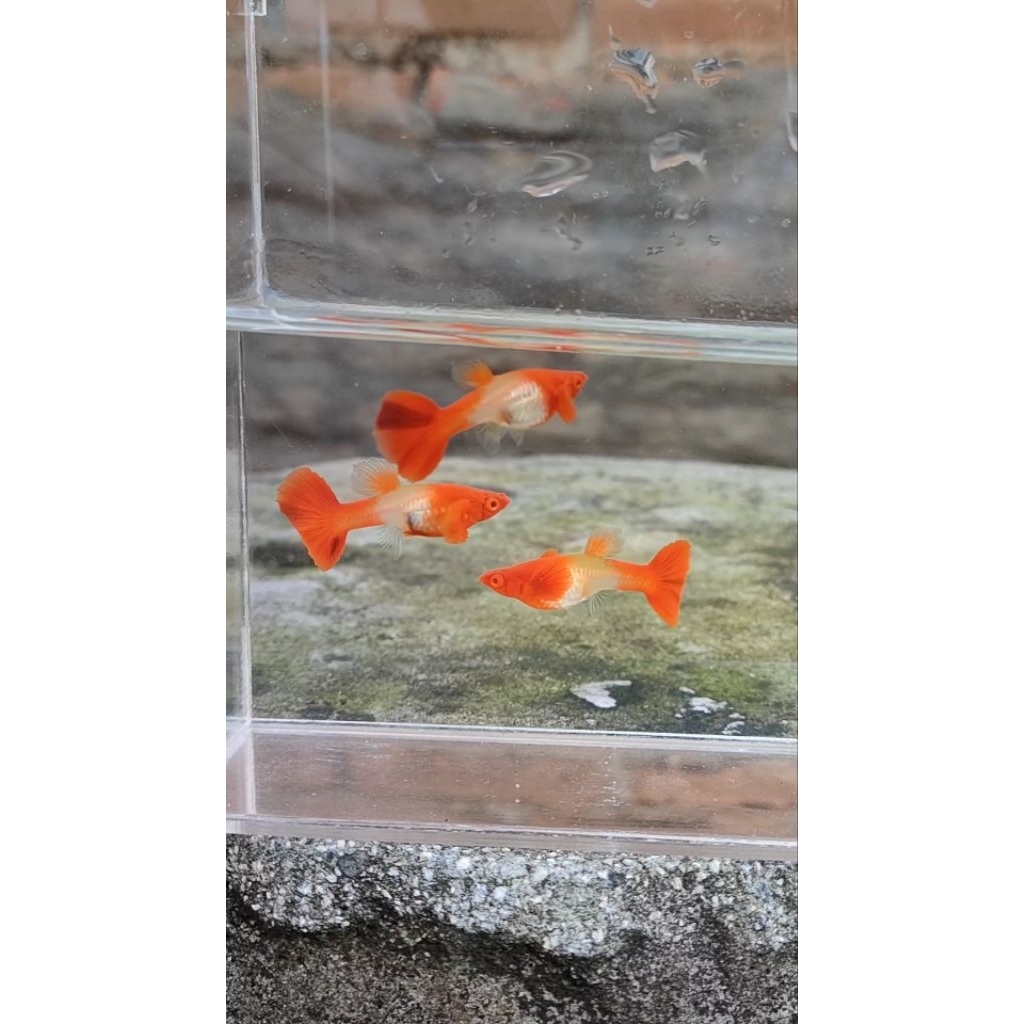 albino koi red ear