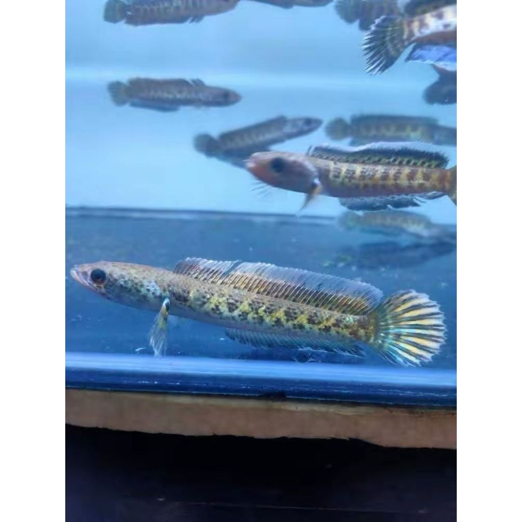 Ikan Channa Auranti Ukuran 8-20cm - Garansi Kematian Saat Kedatangan