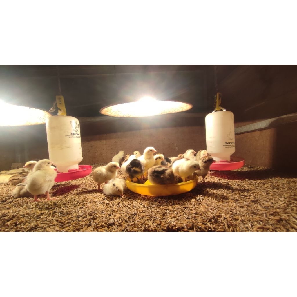 Bibit ayam kampung KUB 2, janaka kaki kuning