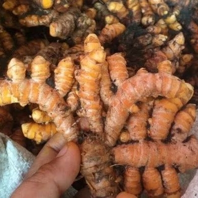 kunyit segar 1 kg. kunyit   / kunyit masak