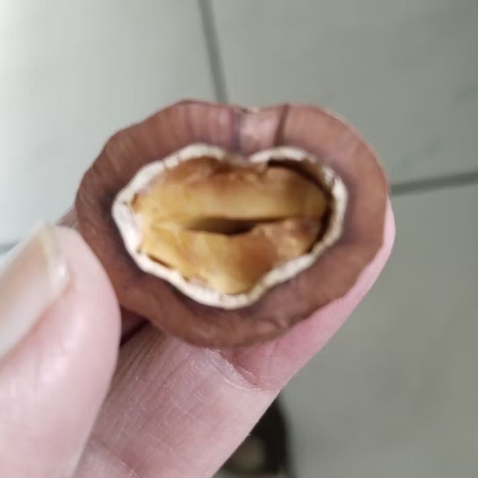 Kemiri Adu Muncang Adu Anak 4G Cangklongan Full Tua