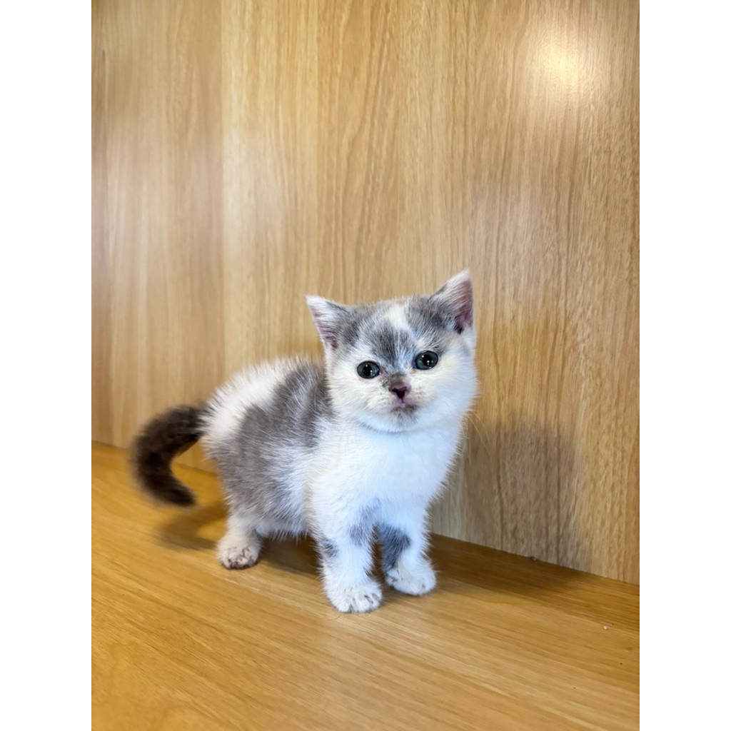 MAKANAN BSH KITTEN