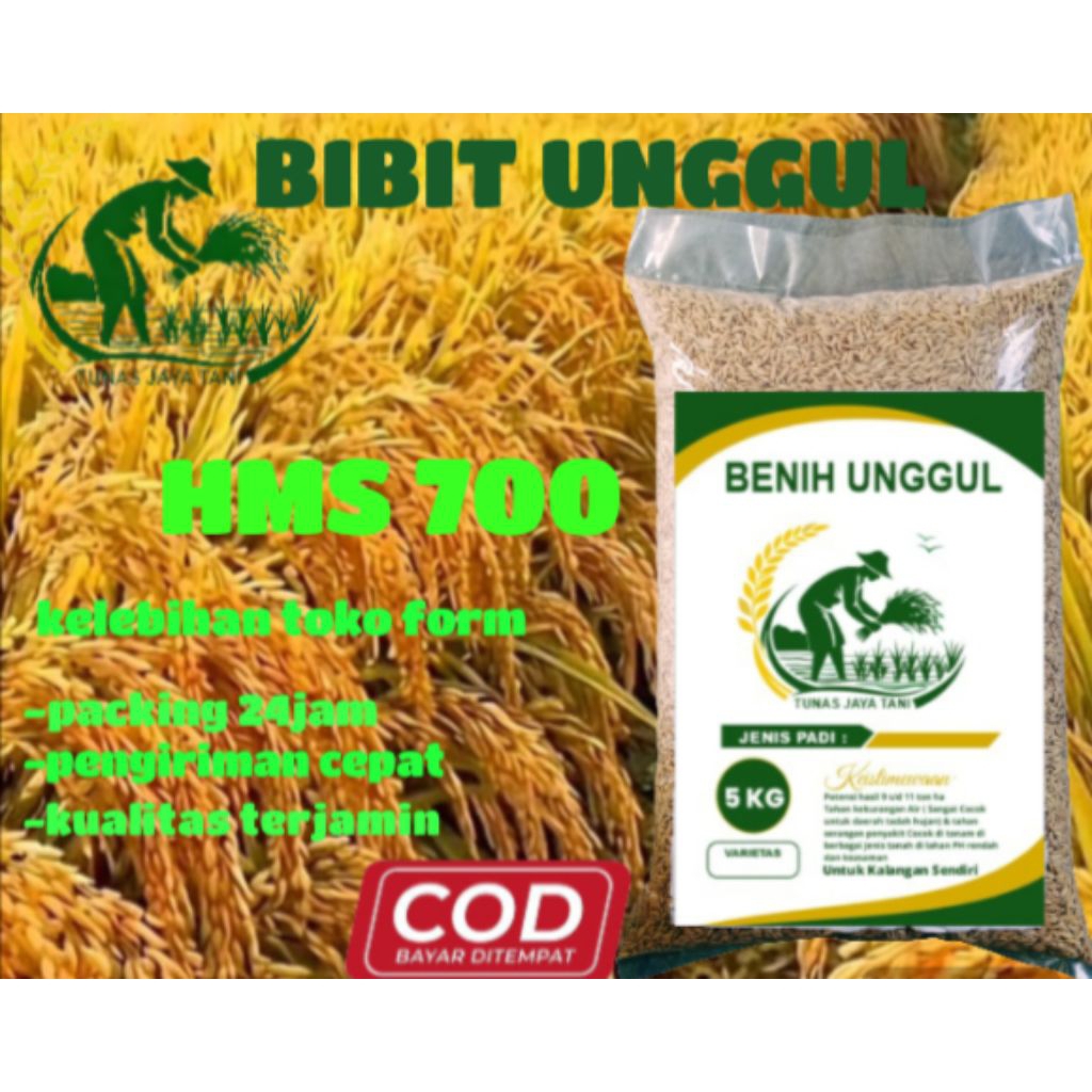 benih padi HMS 700