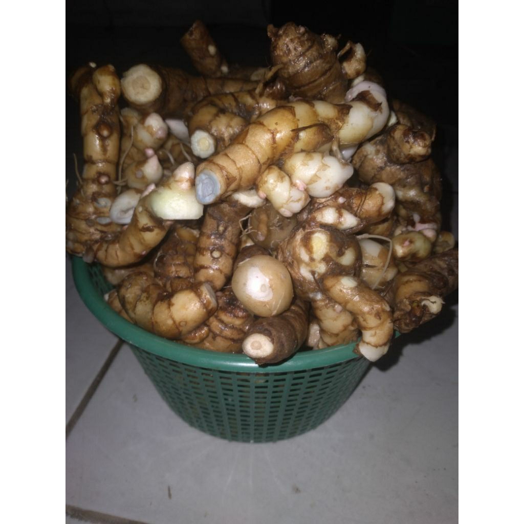 Temu ireng atau temu hitam