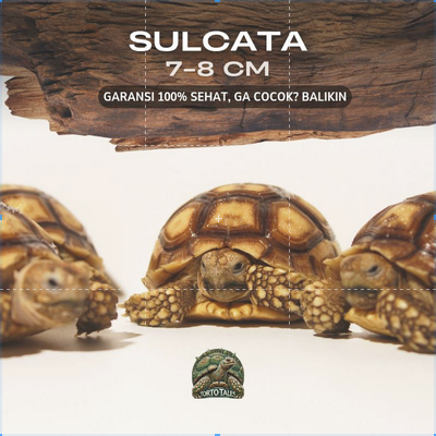 PELET SULCATA SULKATA BABY GRADE A SEHAT RAKUS NO MINUS GARANSI CIAMIK