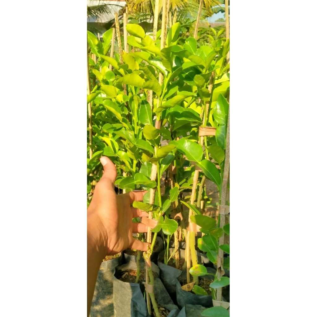 Bibit JERUK PURUT tinggi Kurleb 80cm