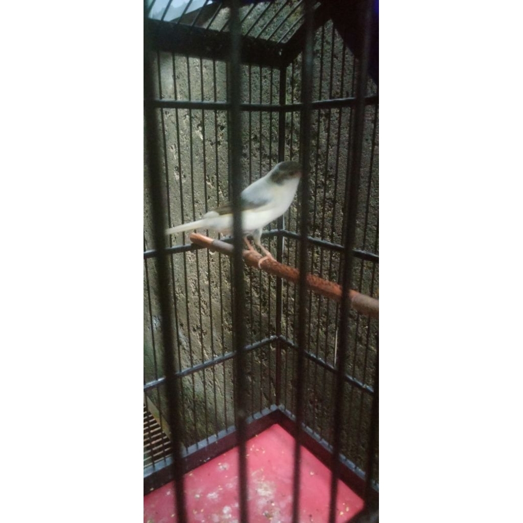 Burung kenari AF SUPER PANDA gacoran siap gantang lomba