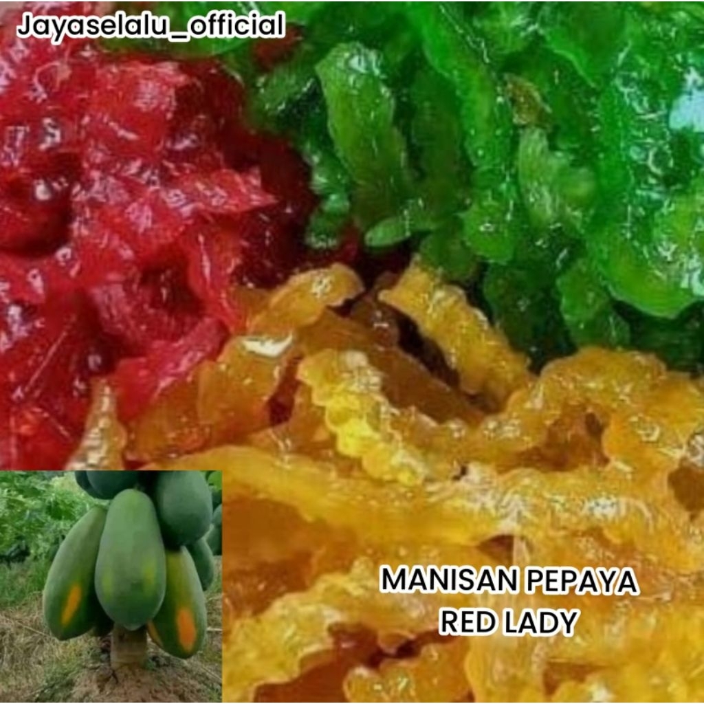 Manisan Pepaya Red Lady