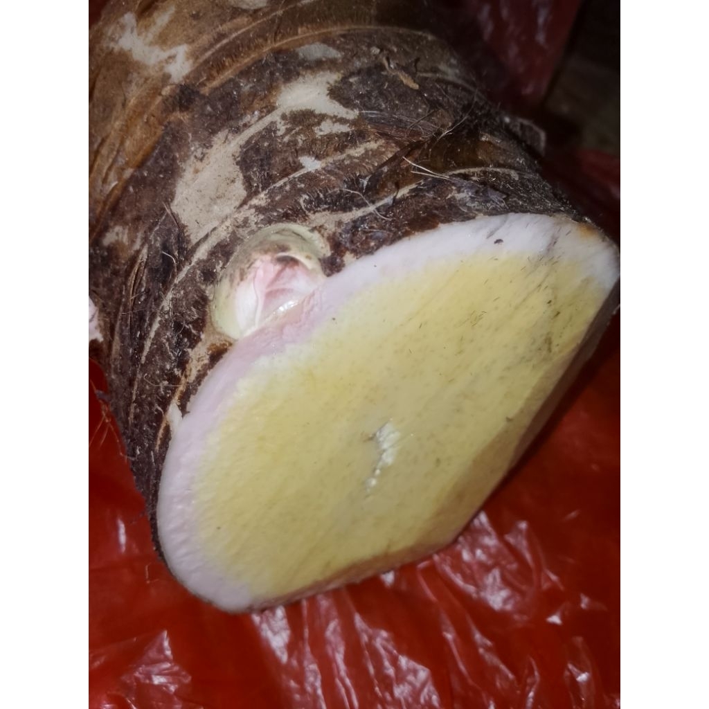 talas beneng segar 1 kg murah