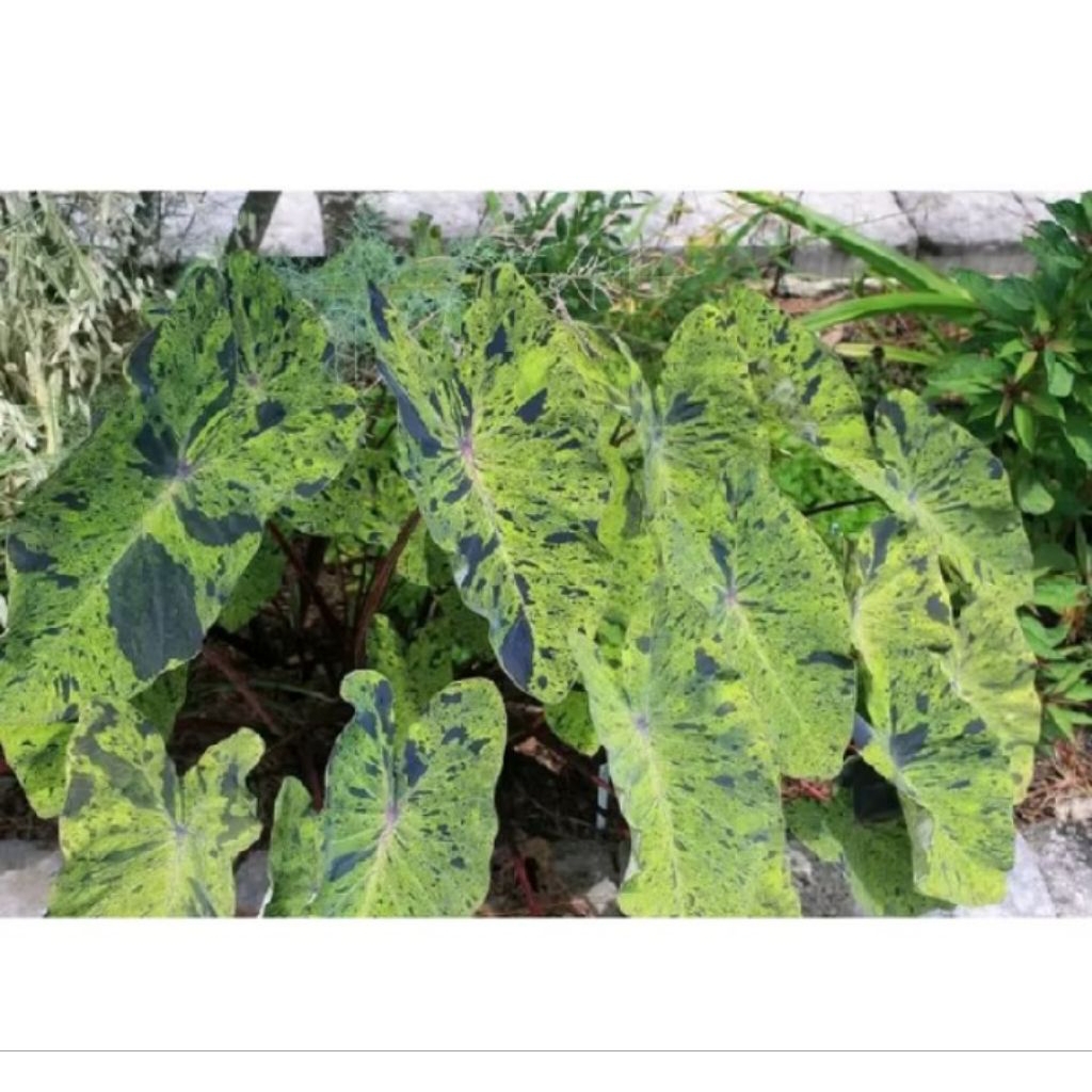Tanaman Hias colocasia termurah / tanaman colocasia Mujito