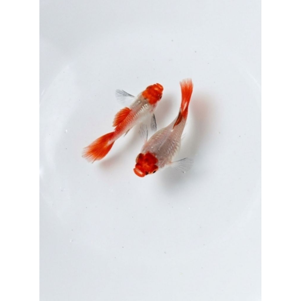 Guppy PRT koi short body ballon/pasang