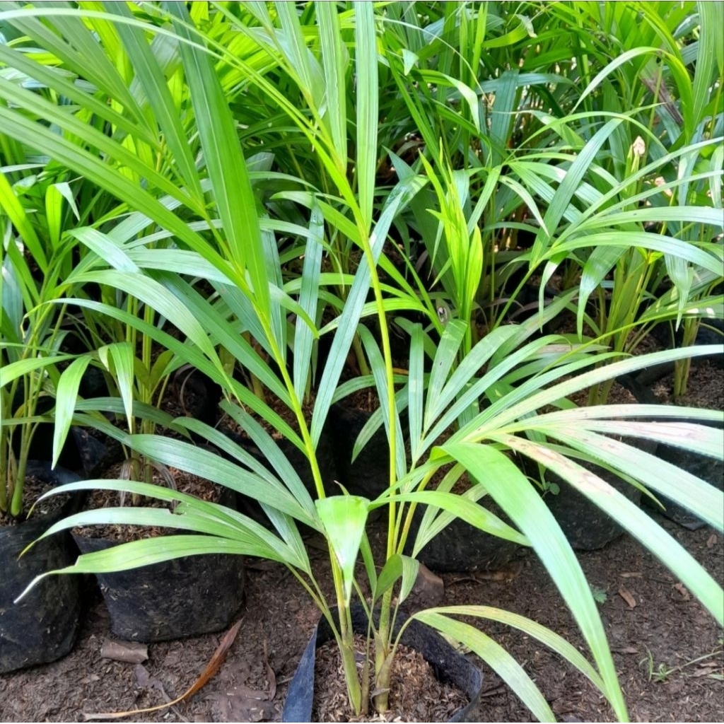 Tanaman Hias Palm Kuning /Palem Kuning Mini