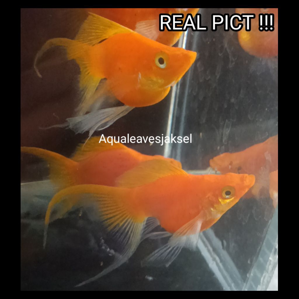 ikan molly balon orange sunkist cawang lyretail size indukan