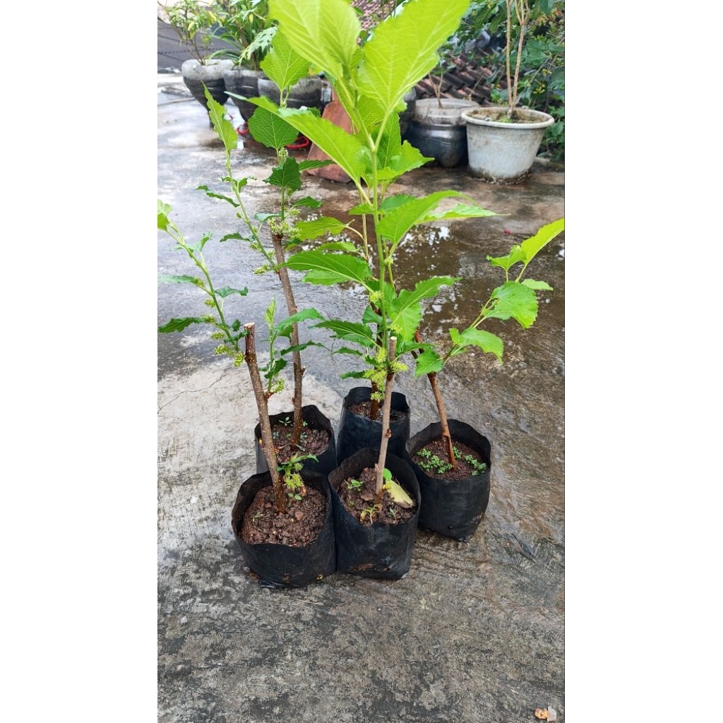 Bibit murbei/arbei