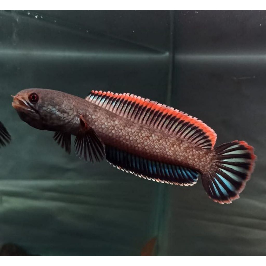 Limbata cb lawu rim tebal gondrong size 3-6cm isi 2 ekor