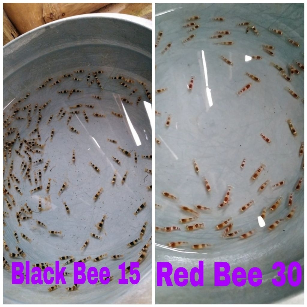 paket mix udang sintetis red bee black bee aquascape