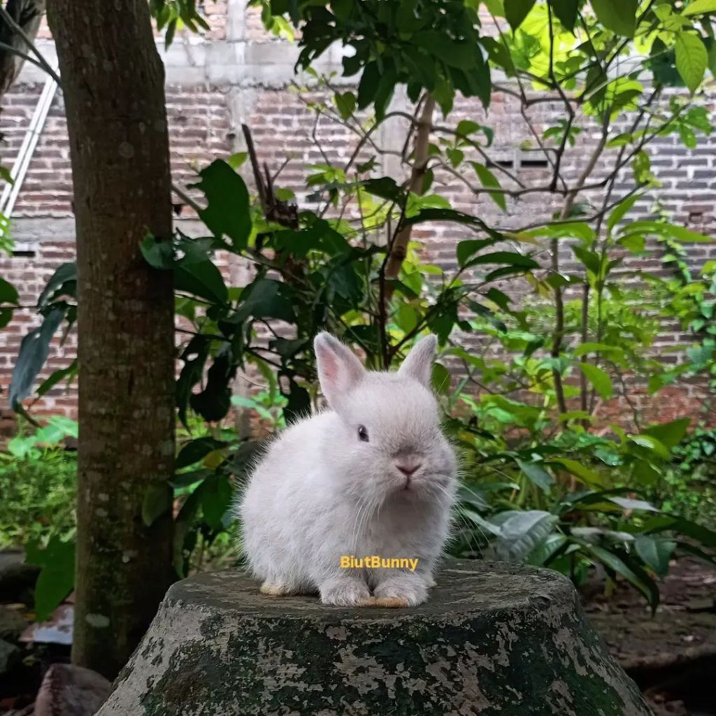 Anakan Kelinci hias Mini Netherland Dwarf (frosty)
