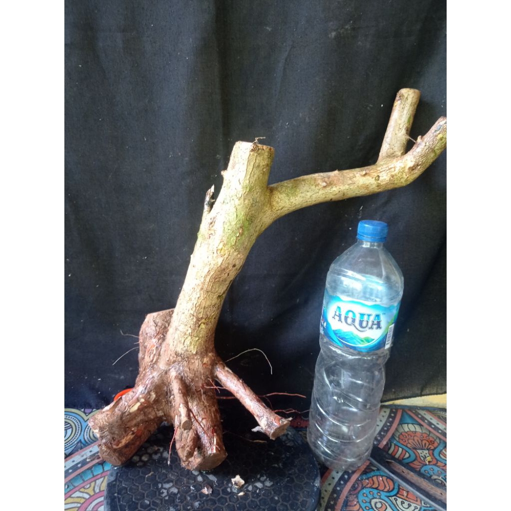 Bahan bonsai wahong singkil