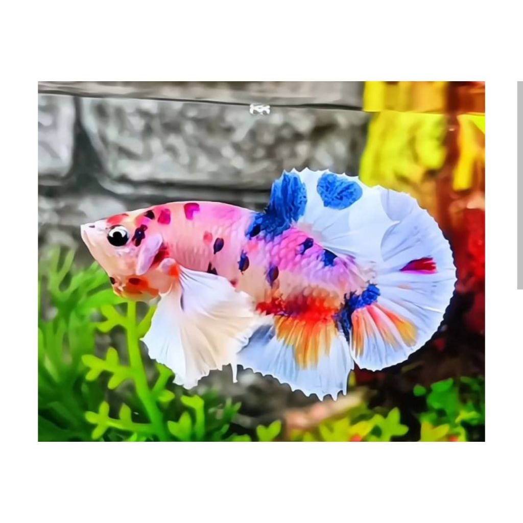 Hiasan Akuarium - Cupang PKDE Multycolor